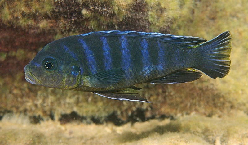 Maylandia sp. 'agressive zebra maleri' Nakantenga Island